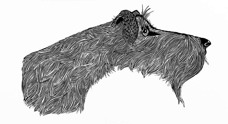 The Bearded Lady
